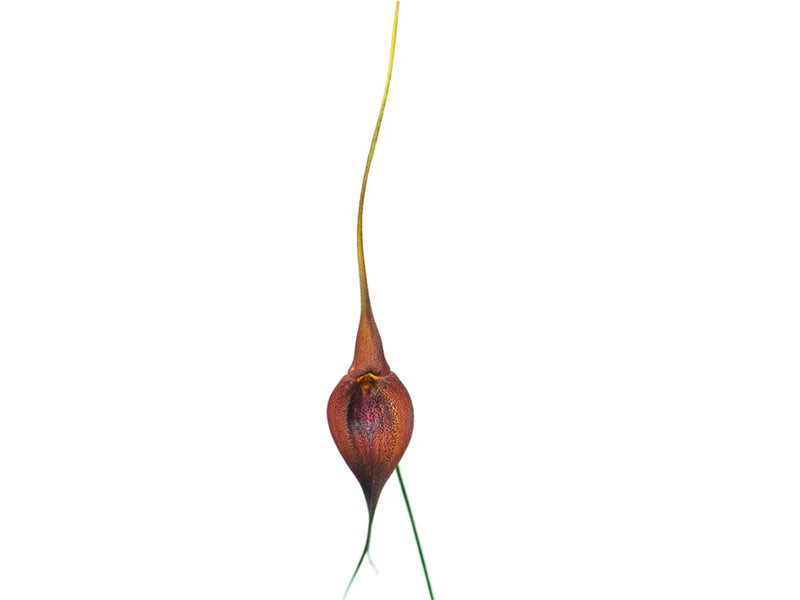 Masdevallia ayabacana