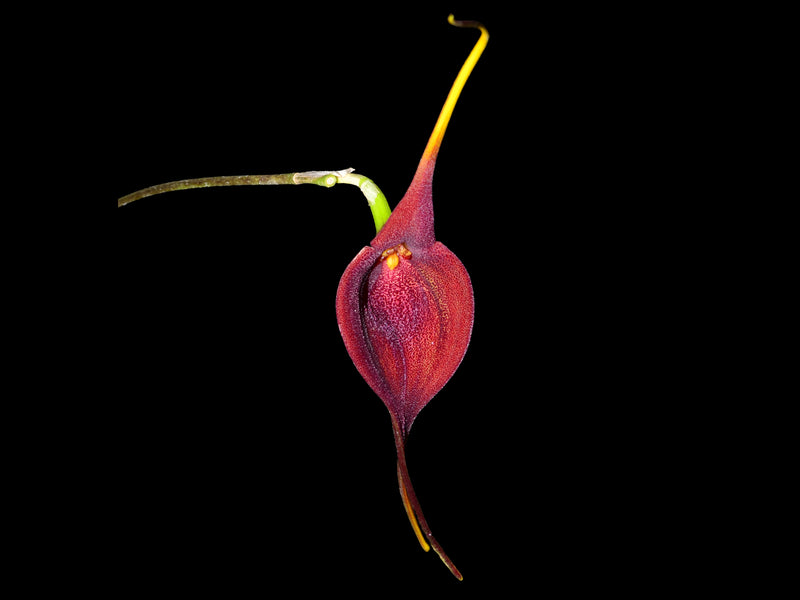 Masdevallia ayabacana