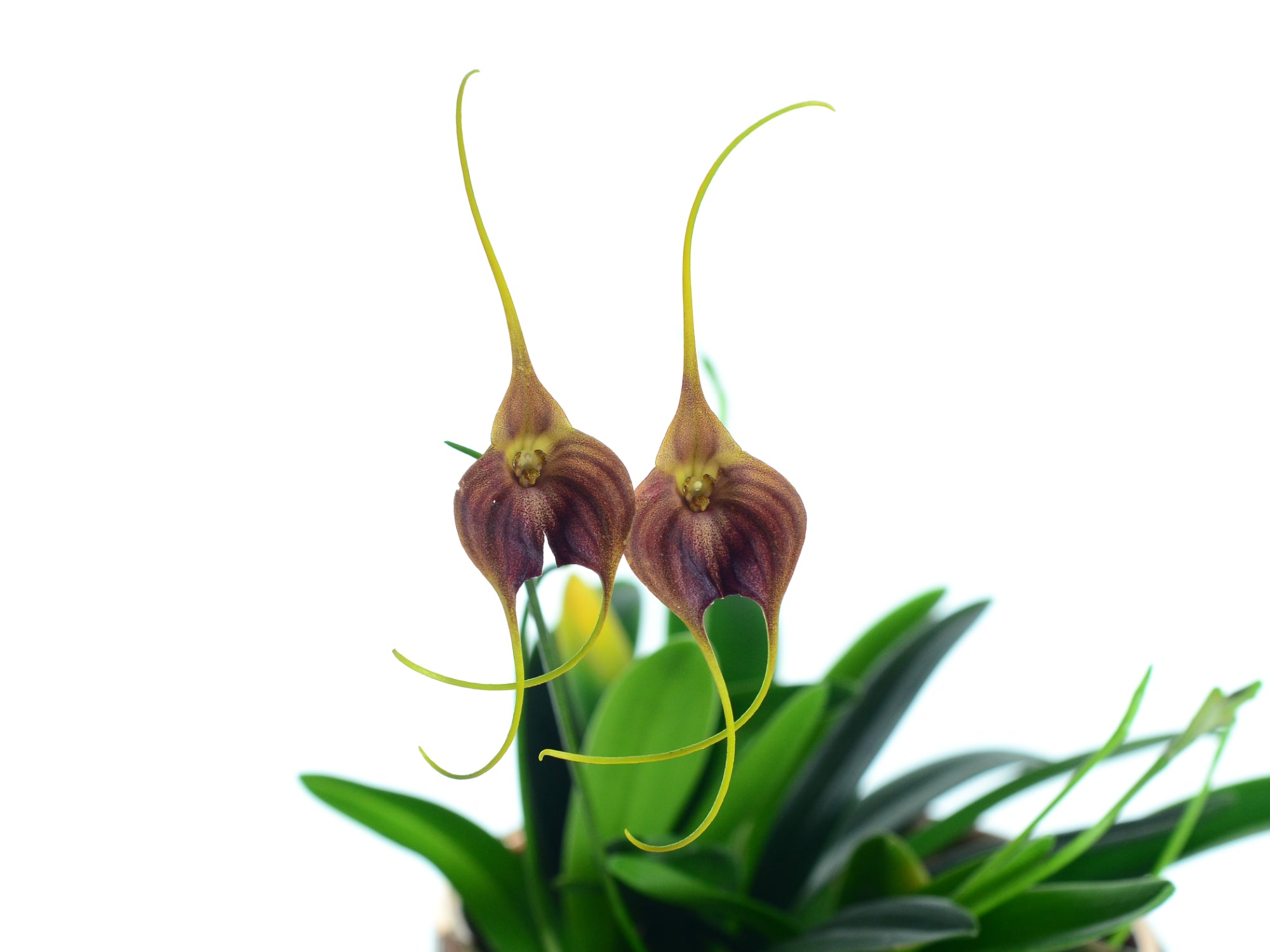 Masdevallia Nicola Flanagan – Cool-Growing Hybrid Orchid
