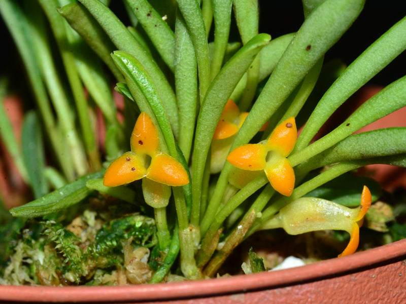 Masdevallia bangii caudas orange