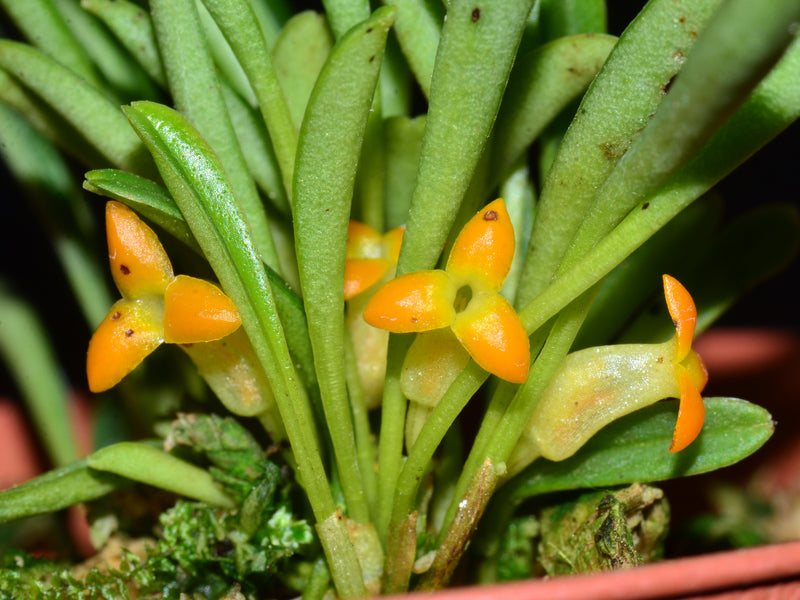 Masdevallia bangii caudas orange