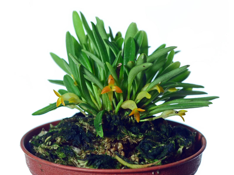 Masdevallia bangii caudas orange