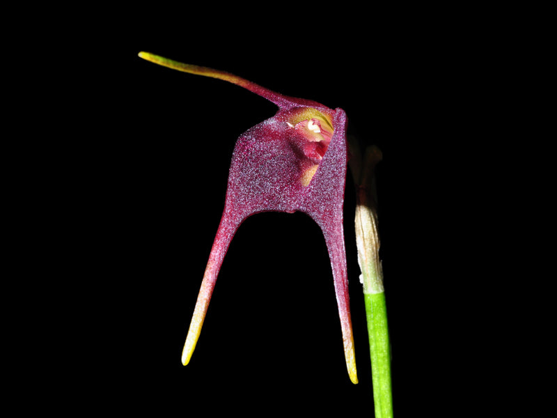 Masdevallia barrowii