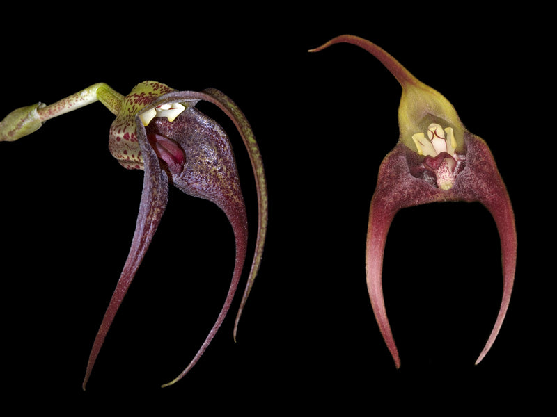 Masdevallia belua