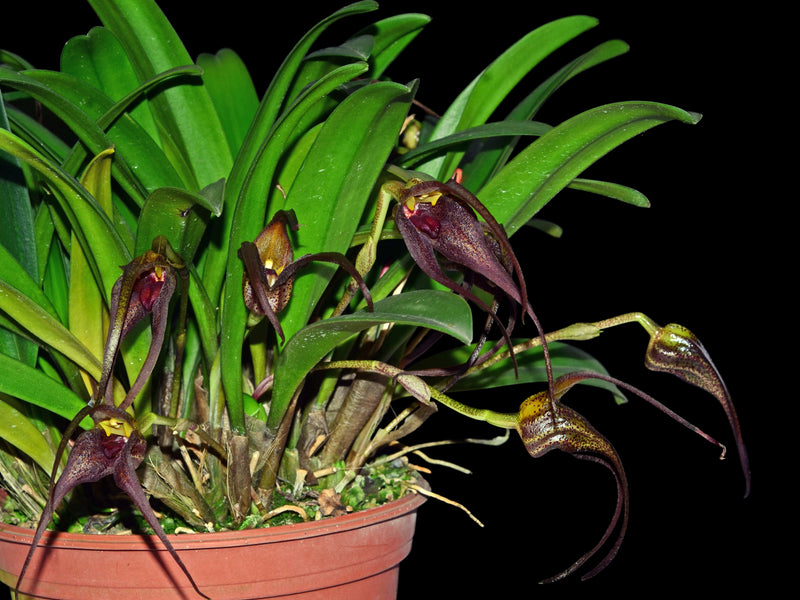 Masdevallia belua