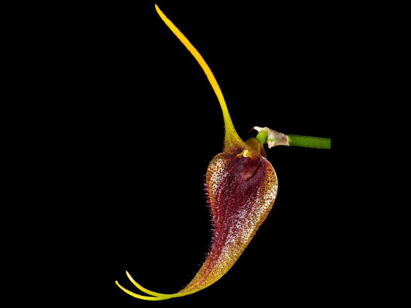 Masdevallia bennettii