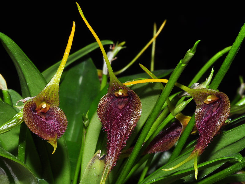 Masdevallia bennettii