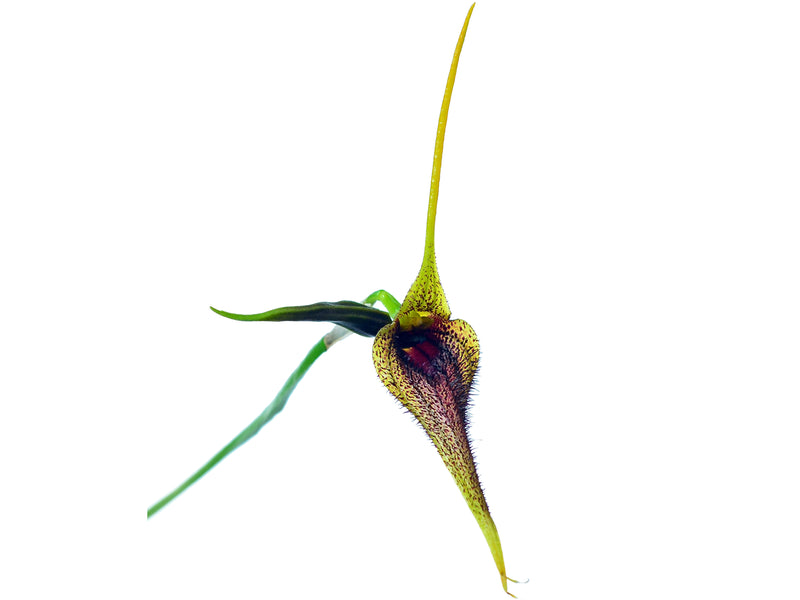 Masdevallia bennettii