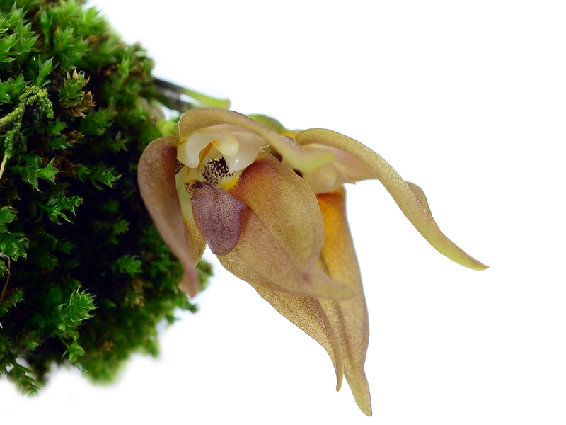 Masdevallia berthae