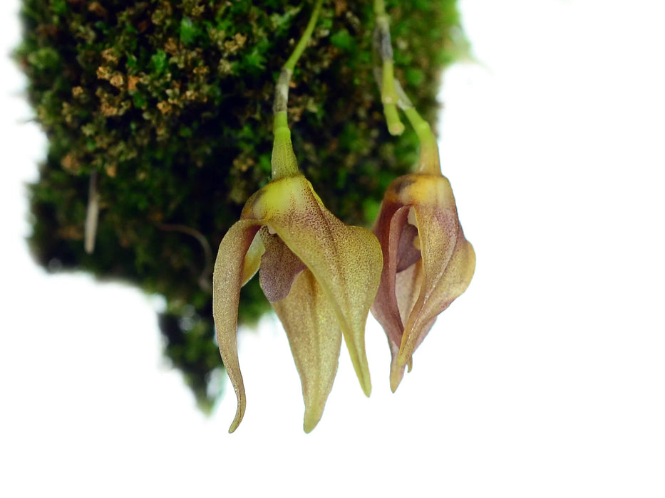 Masdevallia berthae