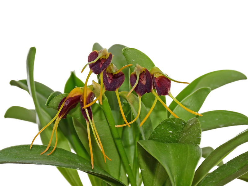 Masdevallia bicolor