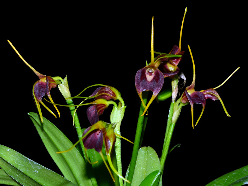 Masdevallia bicolor