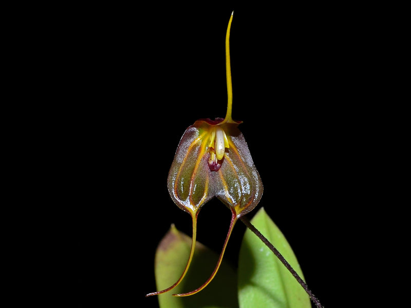 Masdevallia bicornis