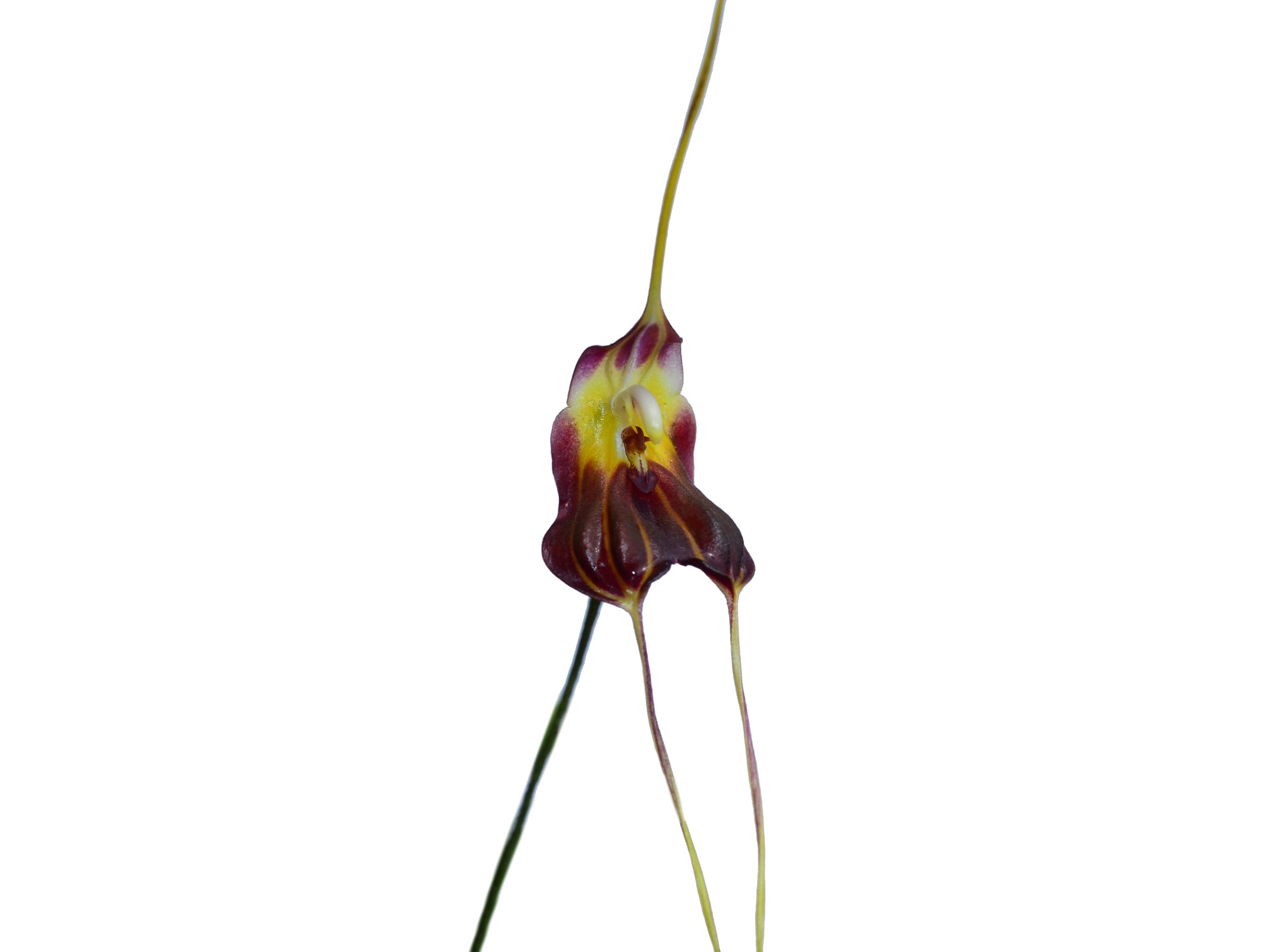 Masdevallia bicornis