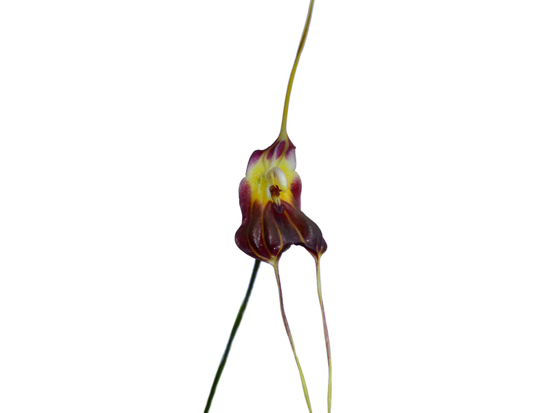 Masdevallia bicornis