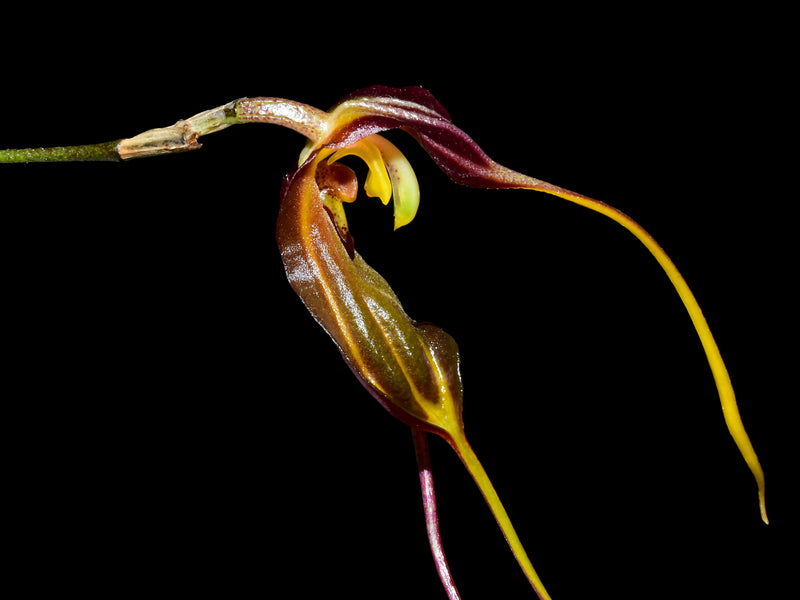 Masdevallia bicornis