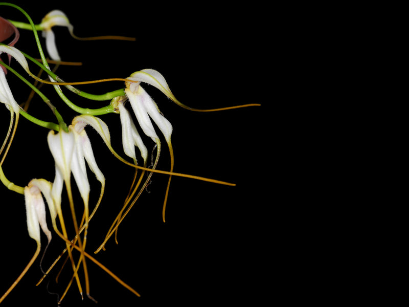 Masdevallia boliviensis