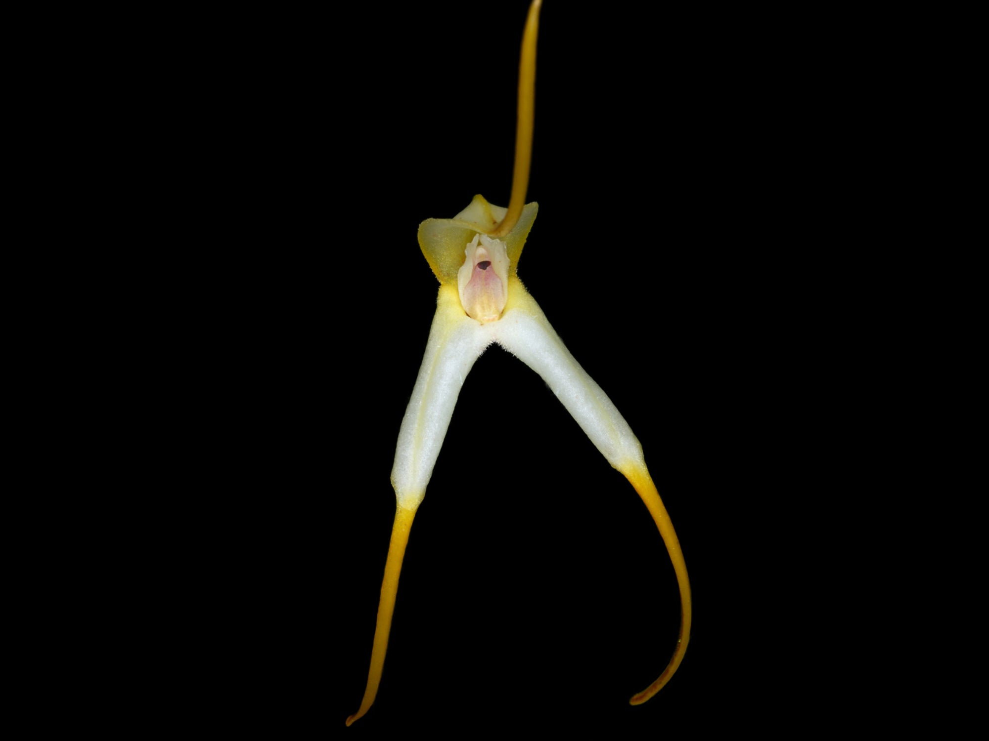 Masdevallia boliviensis
