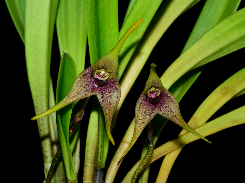 Masdevallia bonplandii