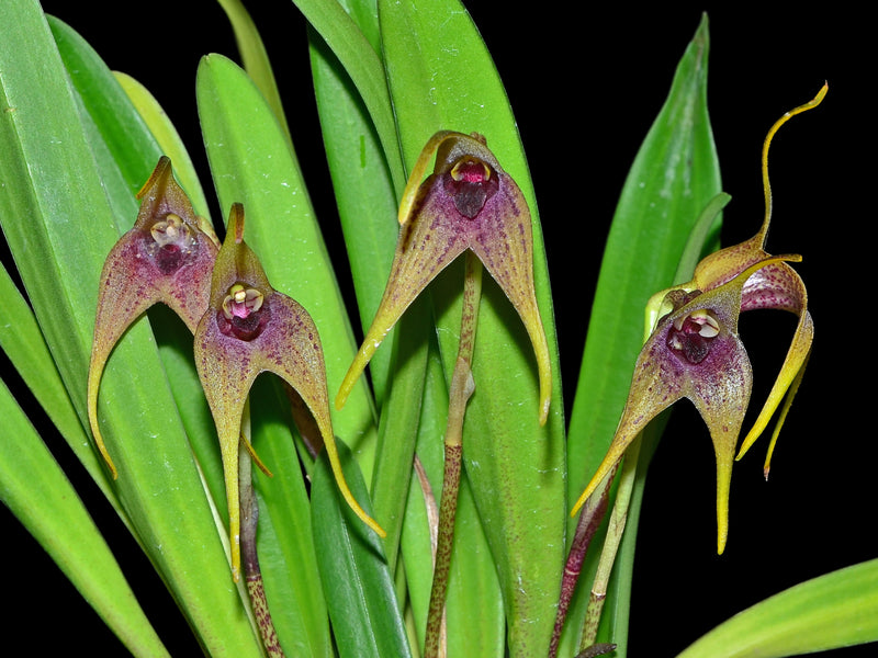 Masdevallia bonplandii