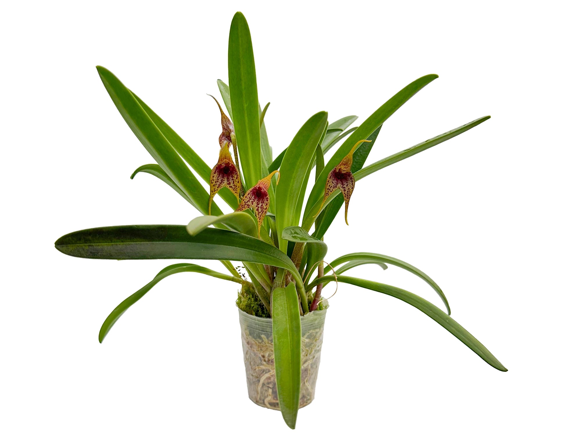 Masdevallia bonplandii cf
