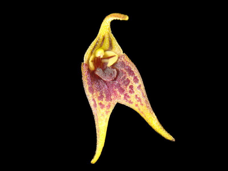 Masdevallia bonplandii