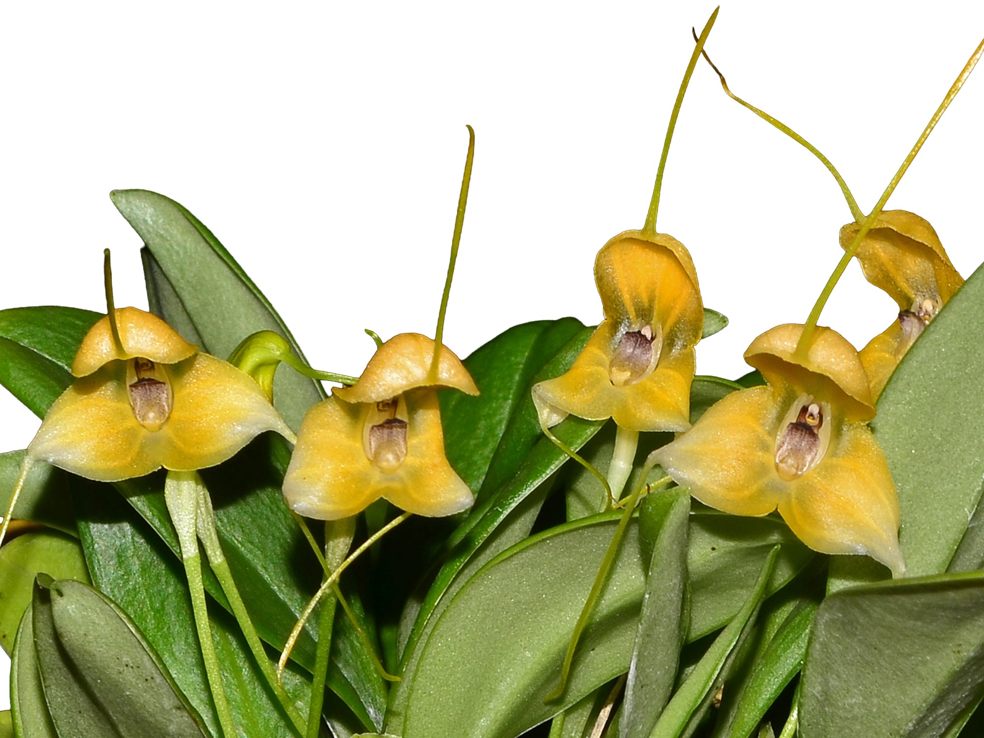 Masdevallia bottae