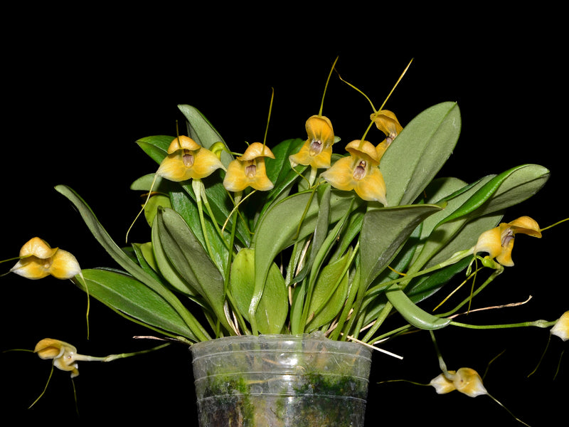 Masdevallia bottae