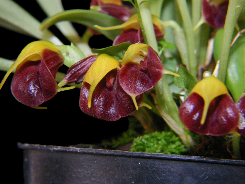 Masdevallia brachyura