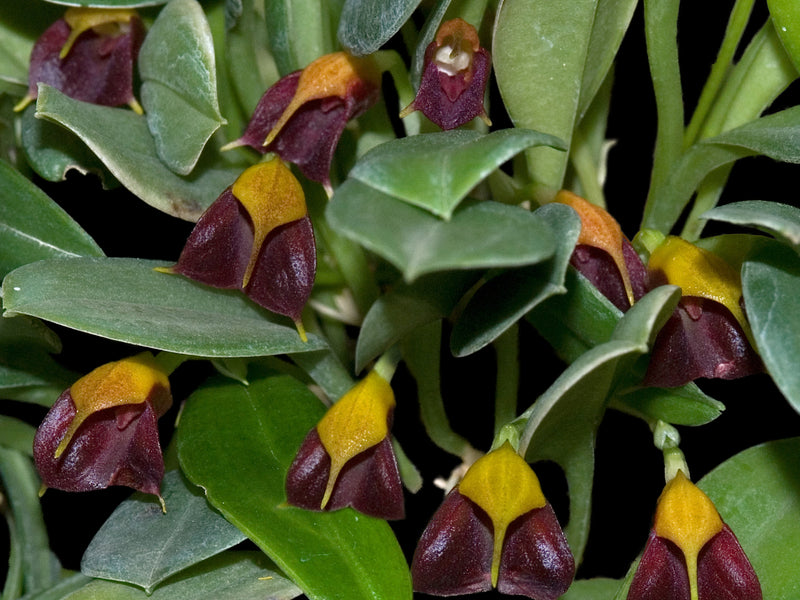 Masdevallia brachyura