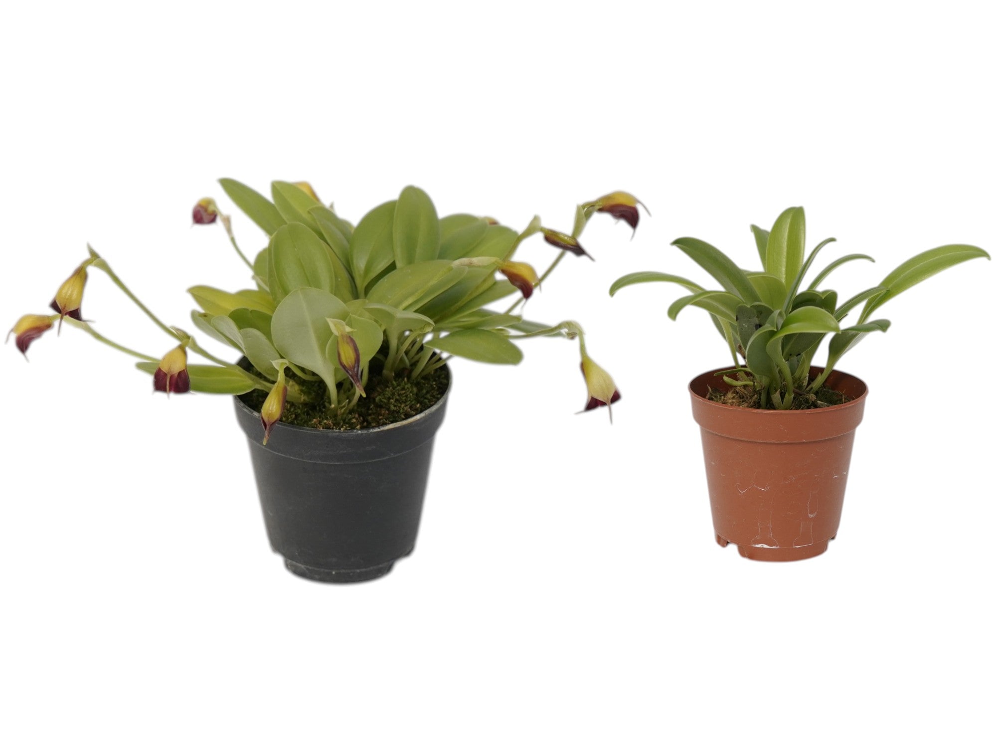 Masdevallia brachyura (Big)