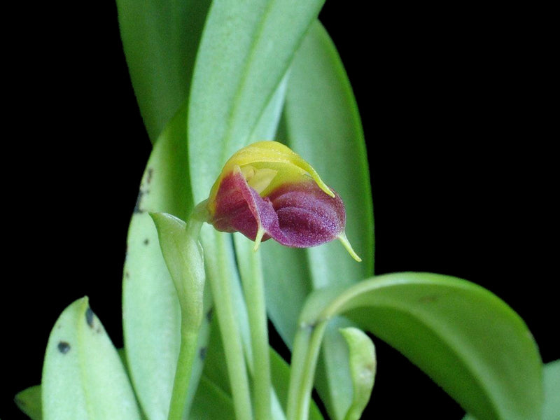 Masdevallia brachyura