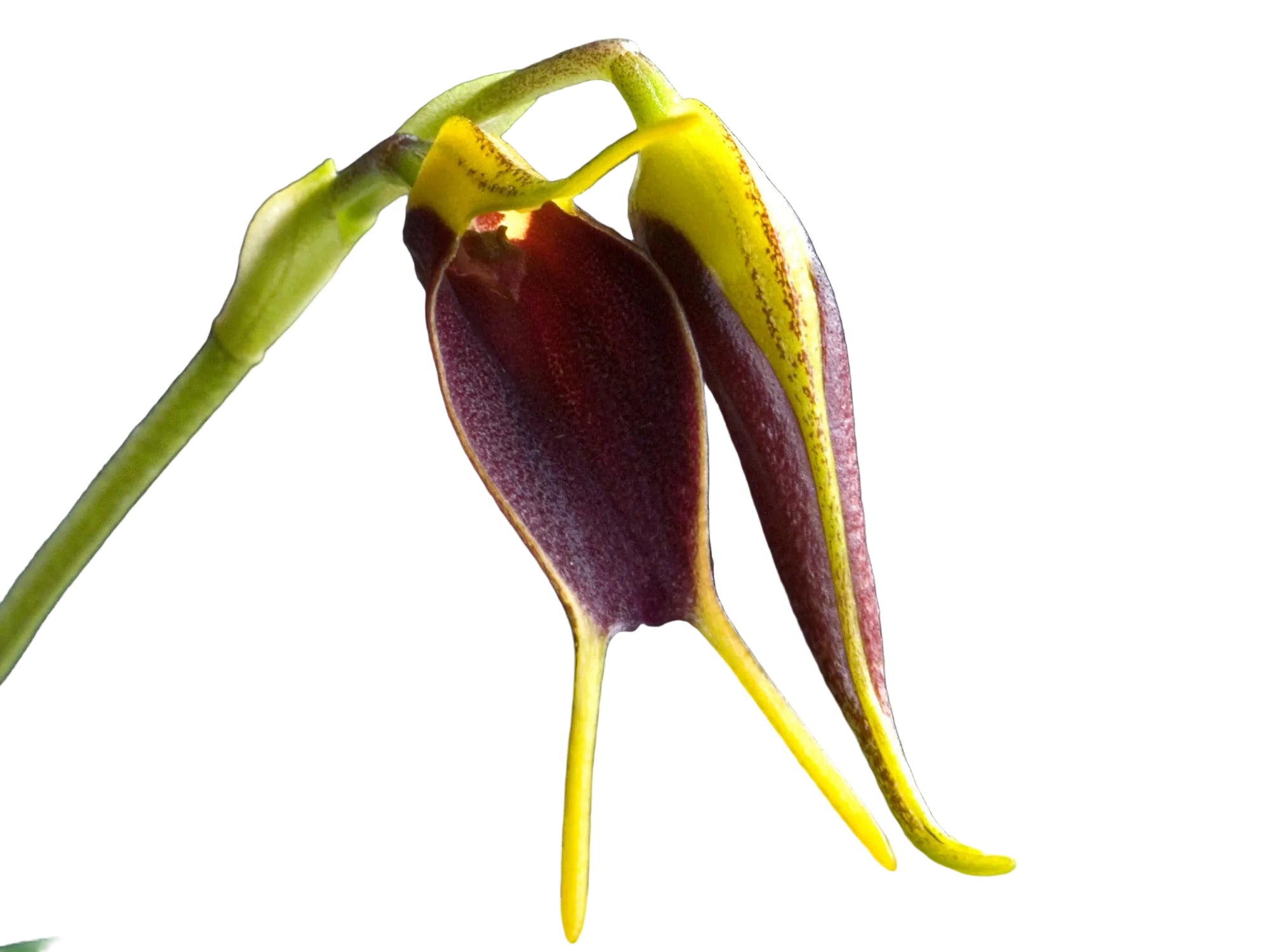 Masdevallia bryophila small