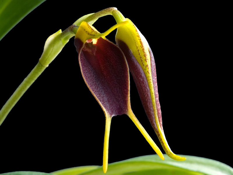 Masdevallia bryophila small