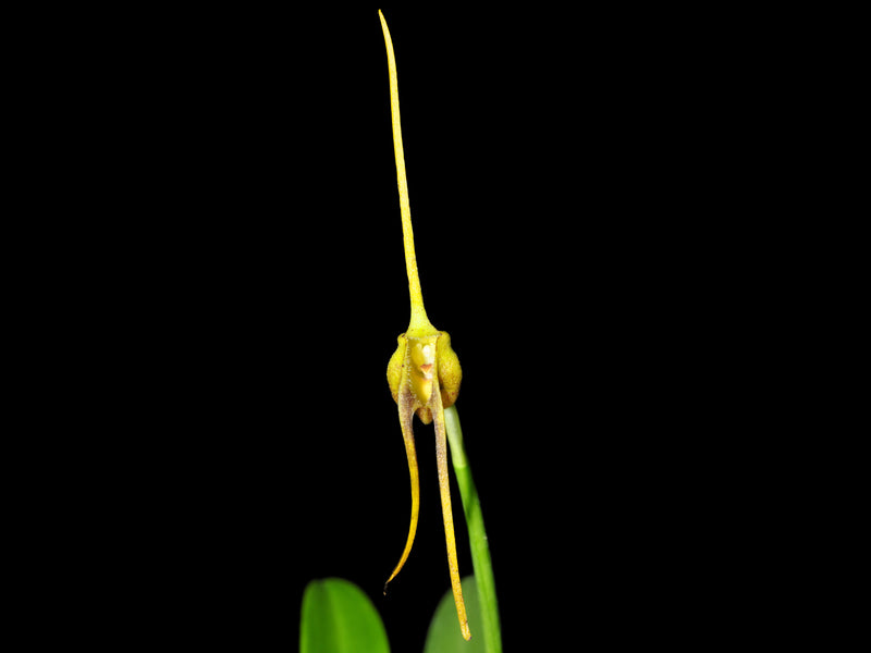Masdevallia buccinator