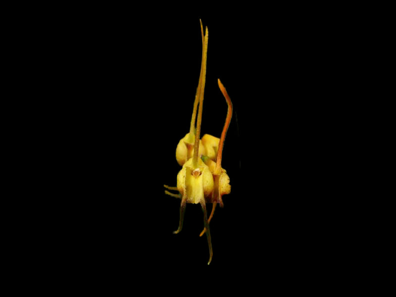 Masdevallia buccinator