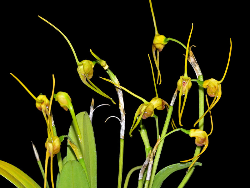 Masdevallia buccinator