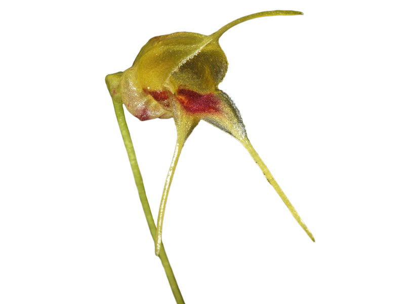 Masdevallia bucculenta