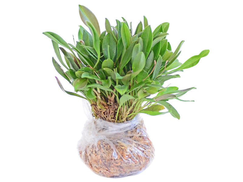 Masdevallia bucculenta