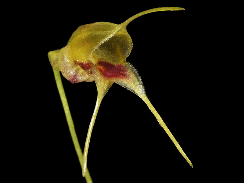 Masdevallia bucculenta