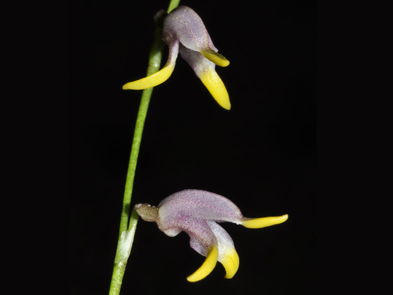 Masdevallia bulbophyllopsis
