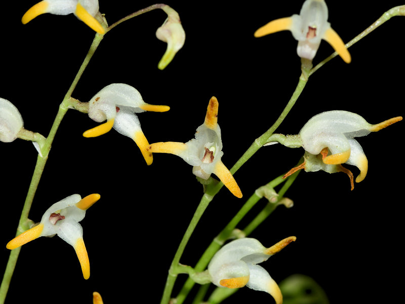 Masdevallia bulbophyllopsis alba