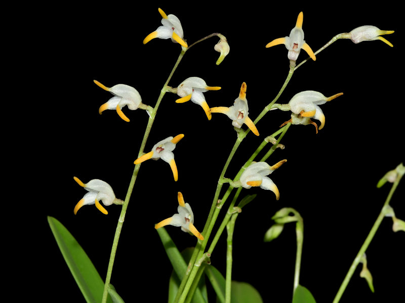 Masdevallia bulbophyllopsis alba