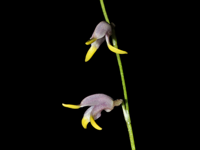 Masdevallia bulbophyllopsis pink
