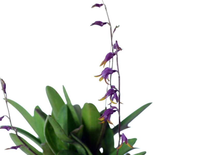 Masdevallia bulbophyllopsis pink