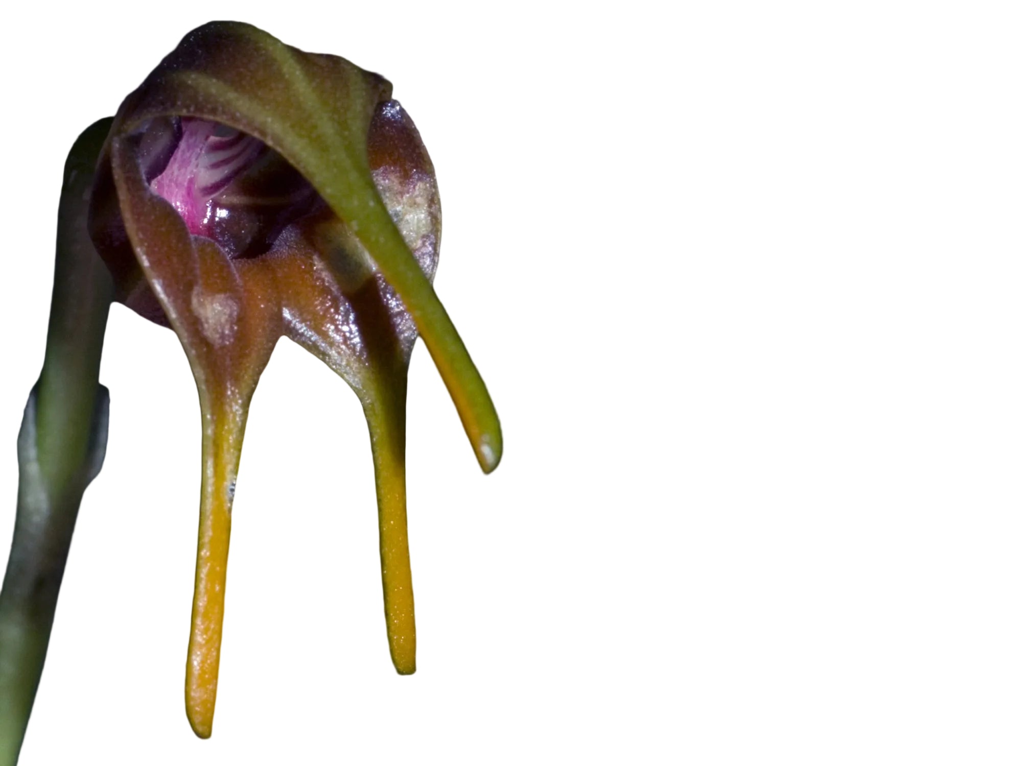 Masdevallia cacodes