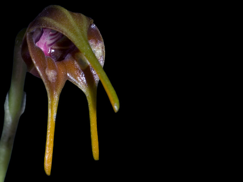 Masdevallia cacodes