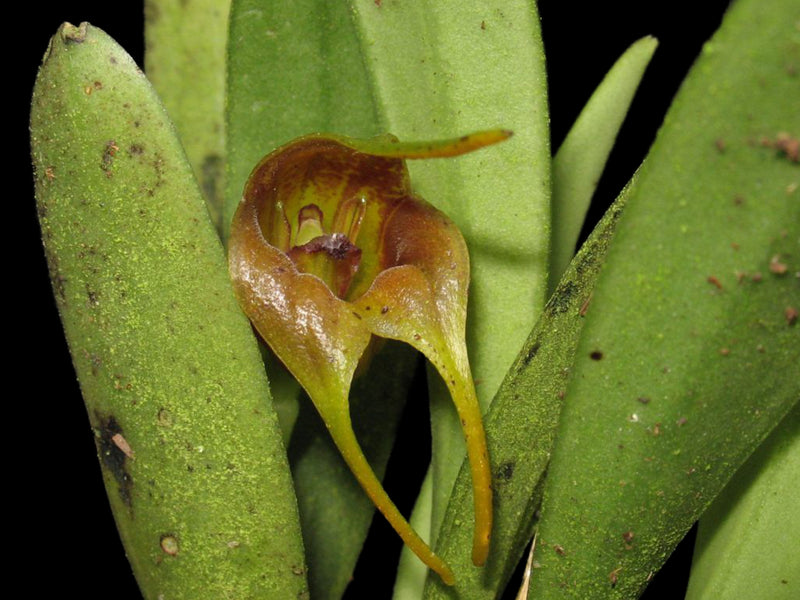 Masdevallia cacodes