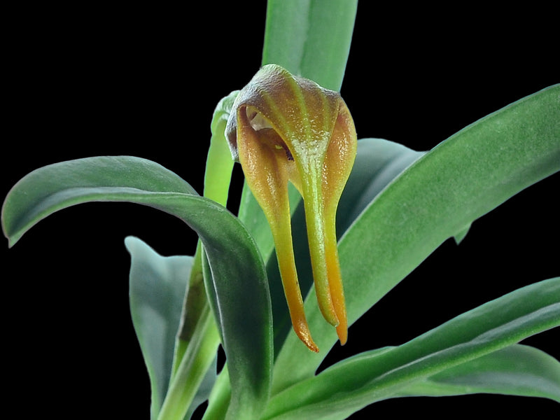 Masdevallia cacodes