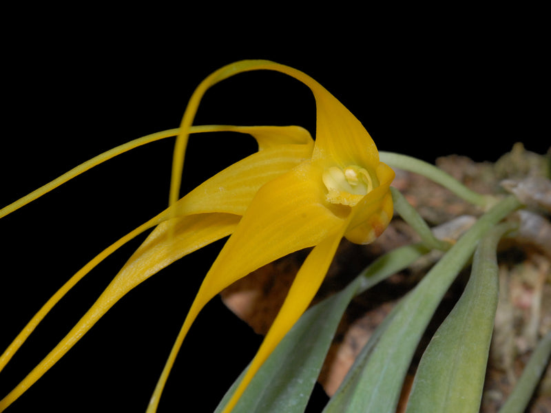 Masdevallia caesia f. xanthina
